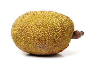 Giant jackfruit on white background