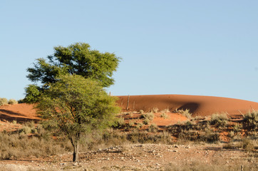 Parc national Kalahari Gemsbok, parc transfrontalier de Kgalagadi, Afrique du Sud