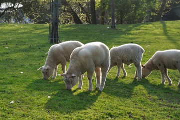 Sheep grazing