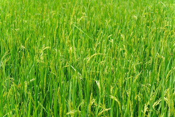 Rice Field of Farmer and sun in the morning,in Thailand