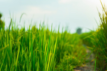 Rice Field of Farmer and sun in the morning,in Thailand