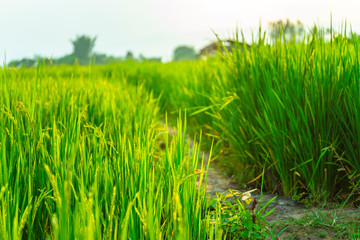 Rice Field of Farmer and sun in the morning,in Thailand