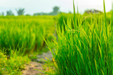 Rice Field of Farmer and sun in the morning,in Thailand