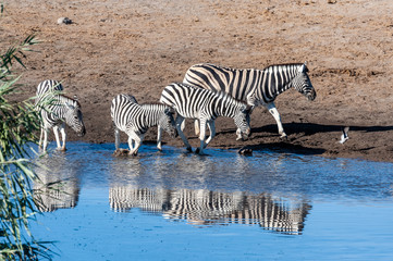 Fototapeta na wymiar A Burchell's Plains zebra -Equus quagga burchelli- drinking from a waterhole in Etosha National Park, Namibia.