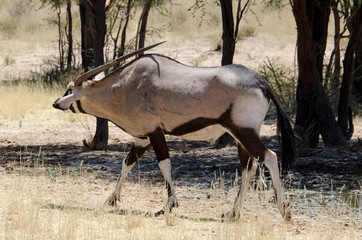 oryx gazelle, gemsbok, Oryx gazella, Parc national Kalahari, Afrique du Sud