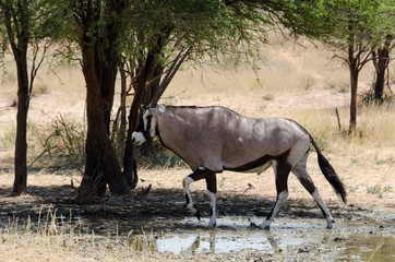 oryx gazelle, gemsbok, Oryx gazella, Parc national Kalahari, Afrique du Sud