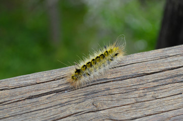 yellow fuzzy caterpillar moving around a deck railing
