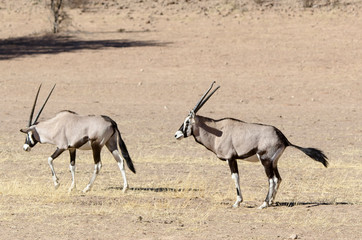 oryx gazelle, gemsbok, Oryx gazella, Parc national Kalahari, Afrique du Sud