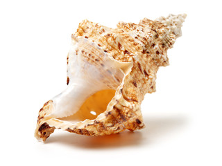 Sea shell on white background