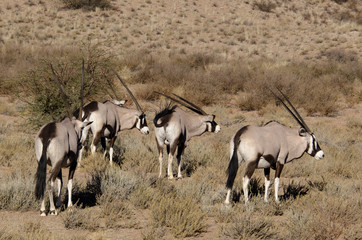 oryx gazelle, gemsbok, Oryx gazella, Parc national Kalahari, Afrique du Sud