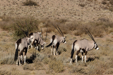 oryx gazelle, gemsbok, Oryx gazella, Parc national Kalahari, Afrique du Sud