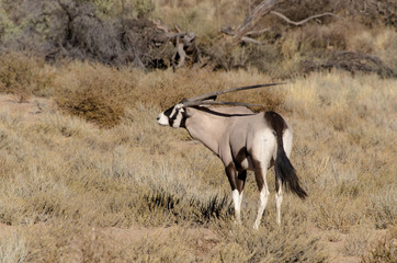 oryx gazelle, gemsbok, Oryx gazella, Parc national Kalahari, Afrique du Sud