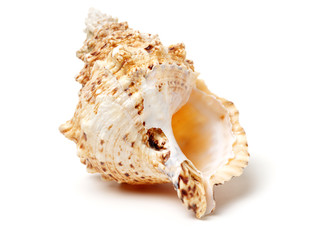 Sea shell on white background