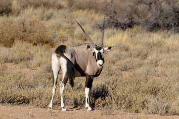 oryx gazelle, gemsbok, Oryx gazella, Parc national Kalahari, Afrique du Sud