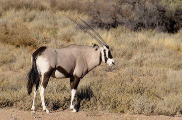 oryx gazelle, gemsbok, Oryx gazella, Parc national Kalahari, Afrique du Sud