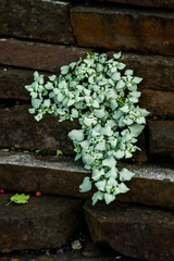 garden plant with green leaves on brown background, close view  