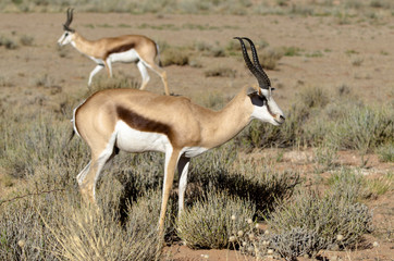 Springbok, Antidorcas marsupialis, Afrique du Sud