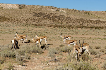 Springbok, Antidorcas marsupialis, Afrique du Sud