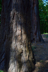 Two sequoia tree trunks in the Odenwald.