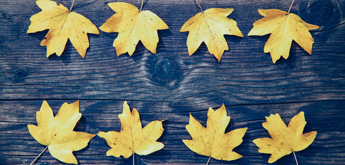  fall foliage on wooden background