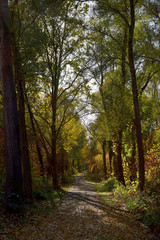 Beautiful autumn landscape: A path in a forest.