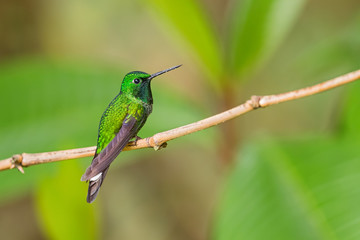Rufous-vented Whitetip - Urosticte ruficrissa, beautiful green shining hummingbird from Andean slopes of South America, Wild Sumaco, Ecuador.
