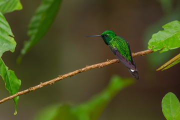 Rufous-vented Whitetip - Urosticte ruficrissa, beautiful green shining hummingbird from Andean slopes of South America, Wild Sumaco, Ecuador.