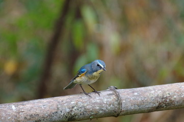 冬に来る鳥、ルリビタキ　♂