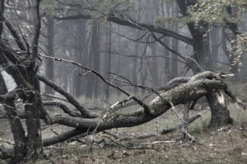 trunk of a tree