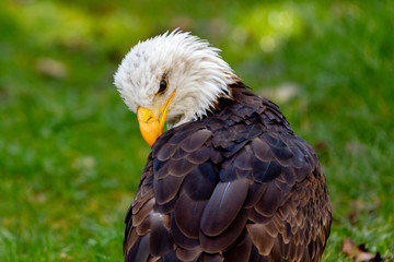 American symbol