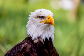 American symbol