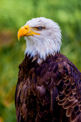 Portrait of a american eagle in the nature.