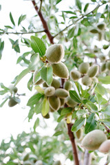 Fototapeta premium Almond tree