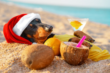 adorable black and tan dachshund dog, buried under sand on the beach, chill and relaxing on a...