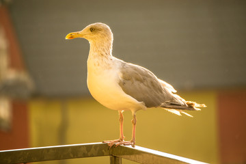 herring gull on a balcony in Polaand