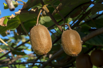 Kiwi fruits (Actinidia chinensis) grow close-up