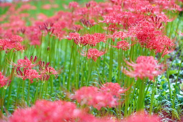 巾着田の赤いヒガンバナ