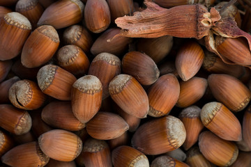 Hazelnuts. Natural food background. Close up