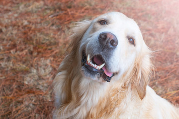 A cute golden retriever dog is looking up with a smile in the forest against the background of fallen conifer needles