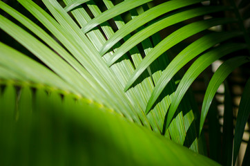 Jungle background of bright green palm fronds casting shadows in tropical sun