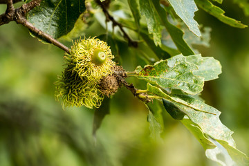 Oak tree and acorn