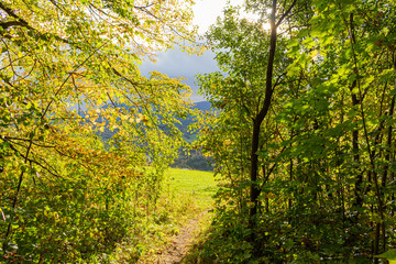 Sunlight in trees of green summer forest