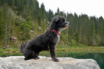 zwergpudel-terrier-mischling