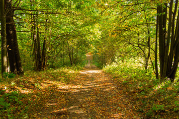 Panorama of a path through a lush green summer forest