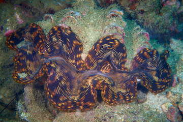 Giant clam