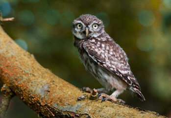 Steinkauz (Athene noctua) im Münsterland