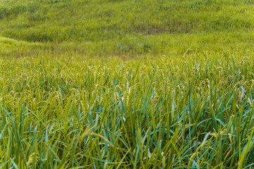 Green grains are growing in rice fields.