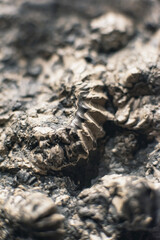Close-up picture of fossil in stone.