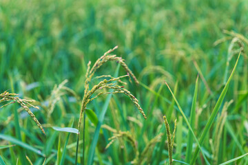 Green grains are growing in rice fields.