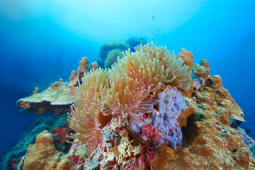 reef coral and reef fish